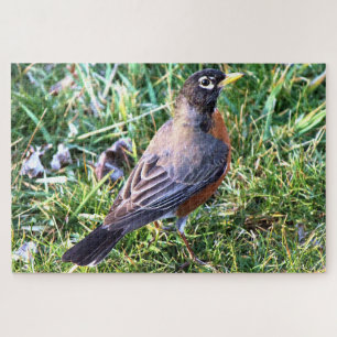 Robin in Grass Jigsaw Puzzle