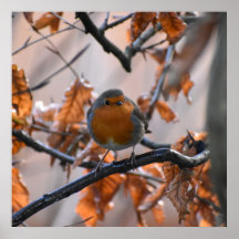 Robin In The Hedges 
