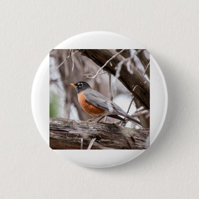 Robin in the trees 2 inch round button (Front)