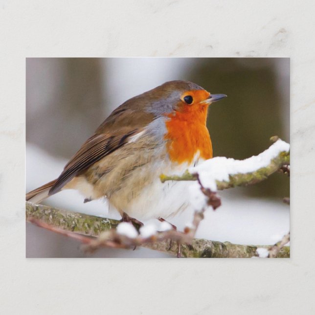 Robin in Winter Postcard (Front)
