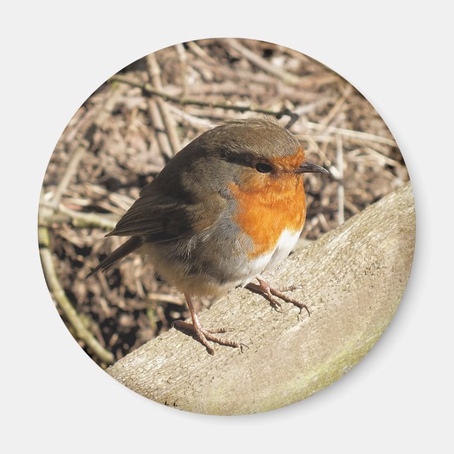 ROBIN MAGNET (Front)