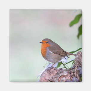 Robin Magnet