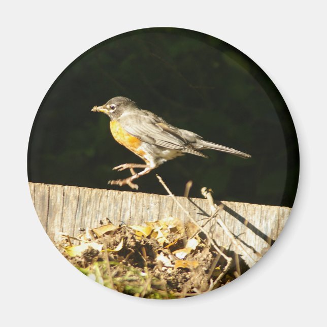 Robin Magnet (Front)