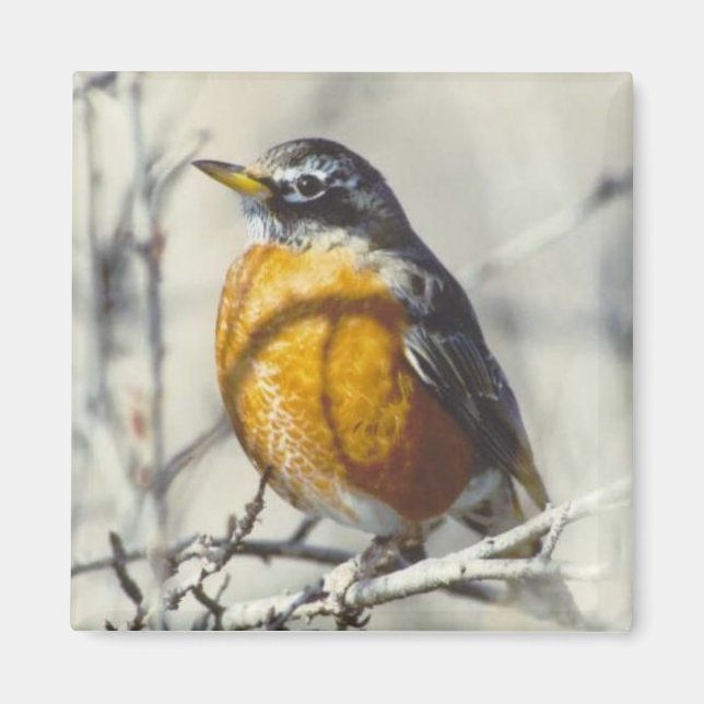 Robin Magnet (Front)