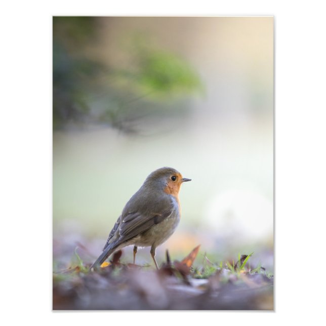 Robin Nature Photo (Devant)