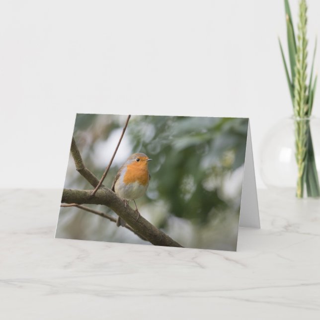Robin nature photo card (Front)