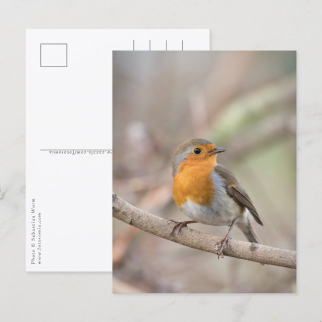 Robin Nature Photo Postcard (Front/Back)