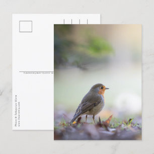 Robin Nature Photo Postcard