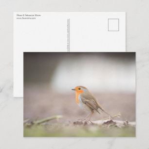 Robin Nature Photo Postcard