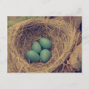 Robin Nest and Eggs Postcard