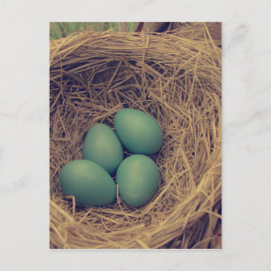 Robin Nest and Eggs Postcard