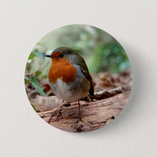 Robin on a limb 2 inch round button (Front)