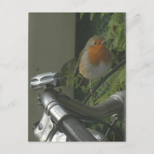 Robin on Bicycle Close Up DIY Postcard