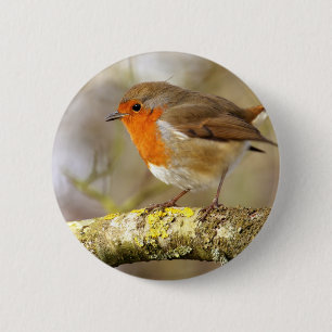 Robin on Branch 2 Inch Round Button