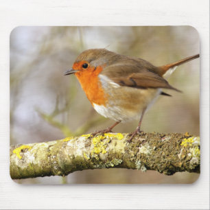 Robin on Branch Mouse Pad