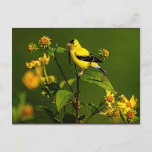 Robin on Nest Postcard