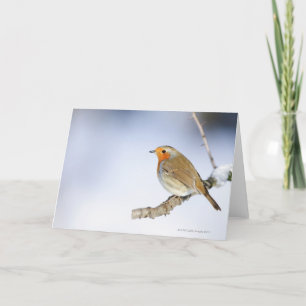 Robin perched on a branch in winter card