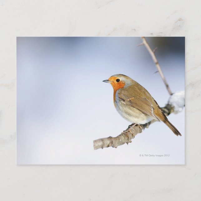 Robin perched on a branch in winter postcard (Front)