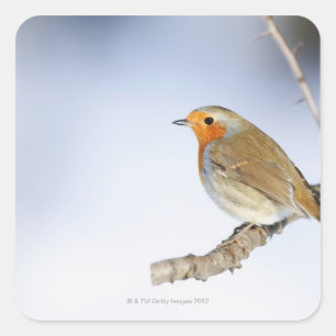 Robin perched on a branch in winter square sticker