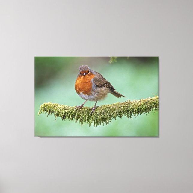 Robin perched on a moss covered branch canvas print (Front)