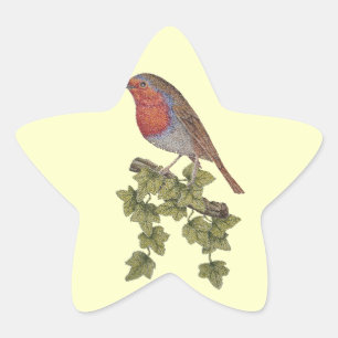 Robin perched on ivy leaf wild birds star sticker