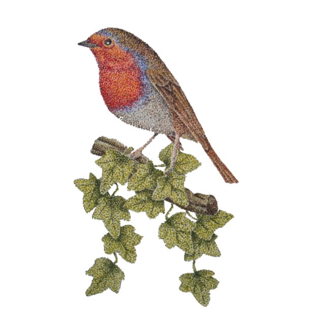 Robin perched on ivy leafs wild birds blue ink pen (Creator Uploaded)