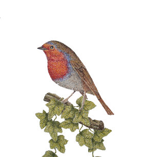 Robin perched on ivy leafs wild birds tie
