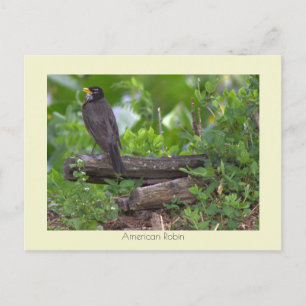 Robin Photo Postcard