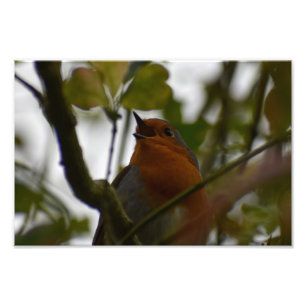 Robin Photo Print