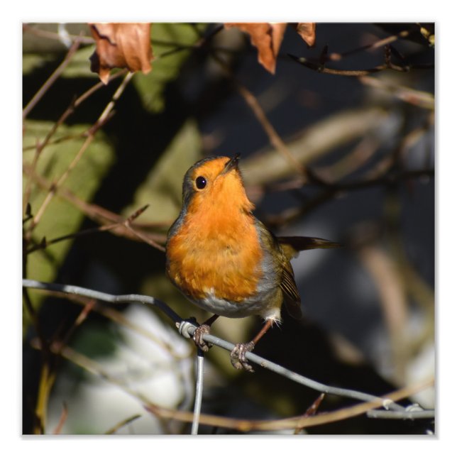 Robin  photo print (Front)