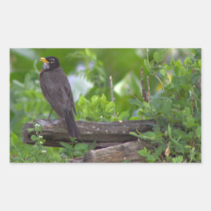 Robin Photo Stickers