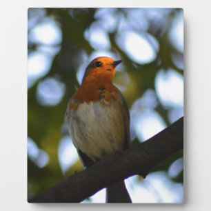 Robin Plaque