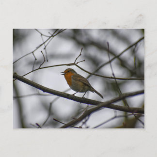 Robin postcard