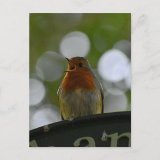 Robin Postcard