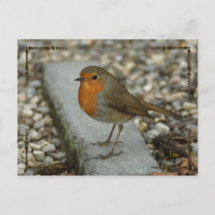 robin postcard