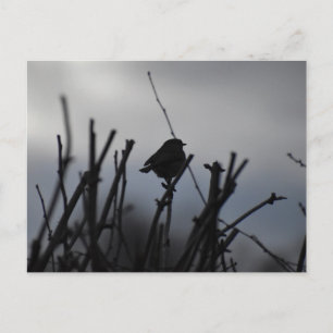 Robin postcard