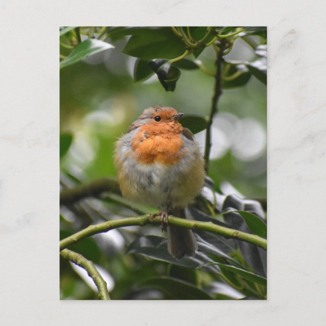 Robin Postcard (Front)