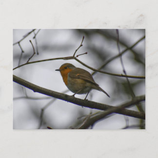 Robin postcard