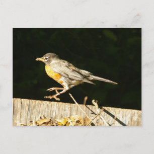 Robin postcard