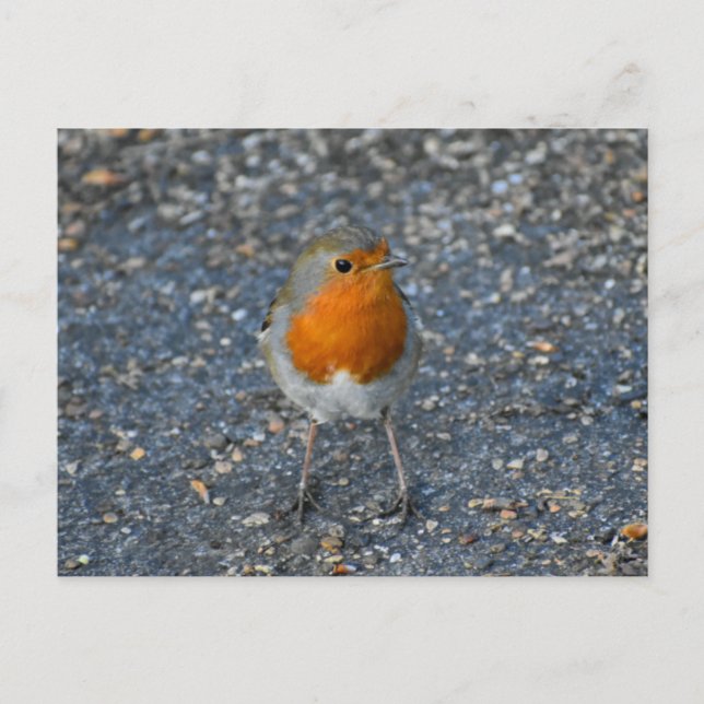 Robin  postcard (Front)