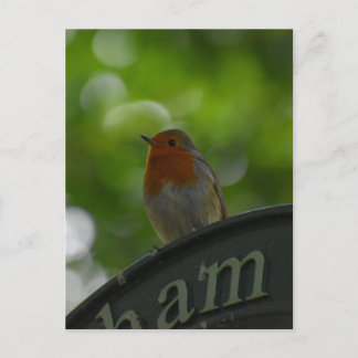 Robin Postcard