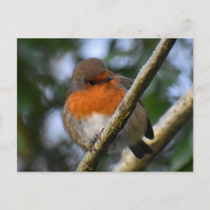 Robin Postcard