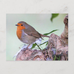 Robin Postcard