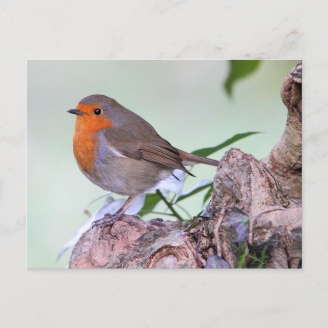 Robin Postcard (Front)