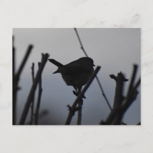 Robin  postcard