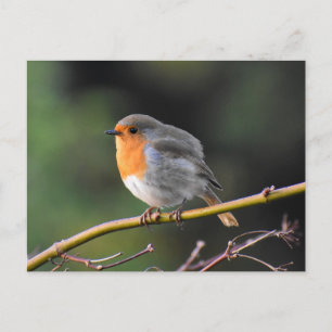 Robin Postcard