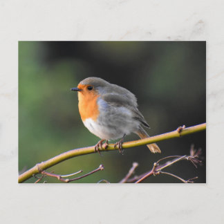 Robin Postcard