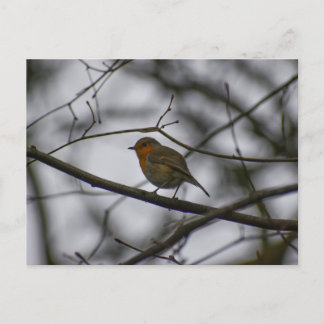 Robin postcard