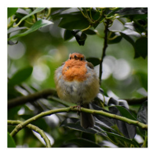 Robin Poster