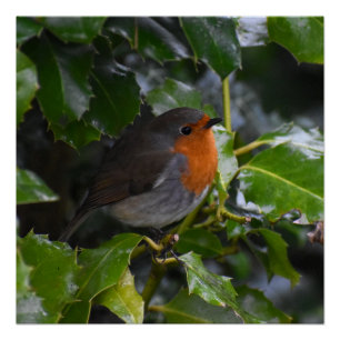 Robin  poster